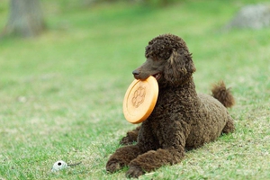 贵宾犬怎么洗屁股