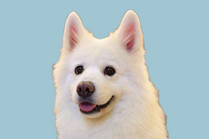 萨摩怎么看纯不纯