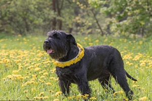 雪纳瑞不肯喝水怎么办