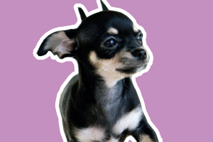 吉娃娃什么时候换毛