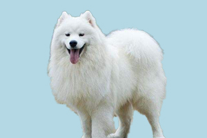 萨摩怎么样美毛