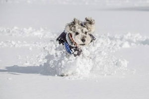 如何让雪纳瑞毛蓬松