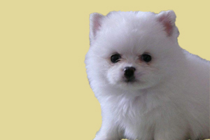 博美幼犬怎么挑选