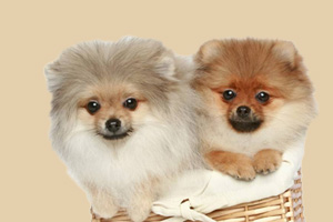 博美犬什么时候洗澡