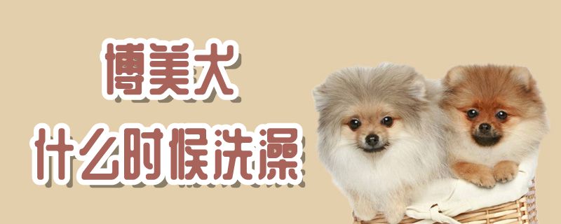 博美犬什么时候洗澡