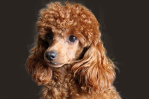 泰迪狗毛少怎么办