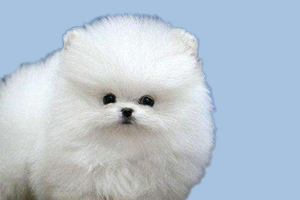 博美如何看品相