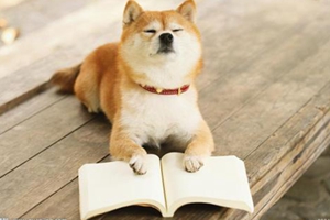 三个月大的柴犬怎么养