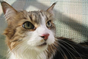 小猫的指甲流血了怎么办