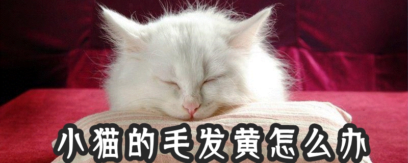 小猫的毛发黄怎么办