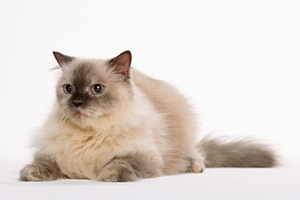 小猫的毛发黄怎么办