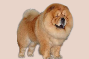 松狮犬的缺点是什么