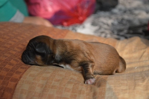 新生的狗狗怎么养