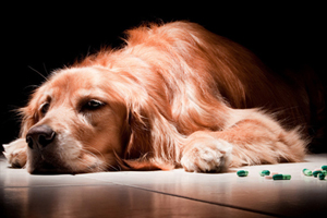 金毛食欲不振怎么办