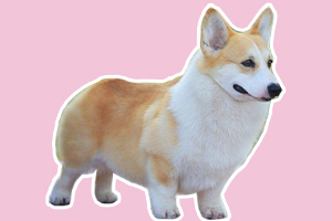 柯基换牙注意事项