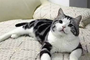 美短掉毛严重怎么办