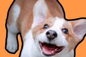 柯基换毛期注意事项