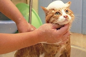 小猫什么时候洗澡