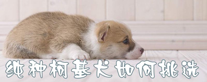 纯种柯基犬如何挑选1