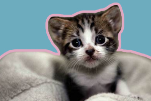 小猫冬天怎么保暖