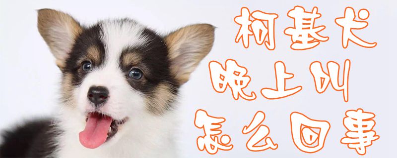 柯基犬晚上叫怎么回事1