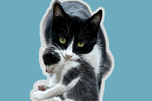 猫咪叼小猫怎么办