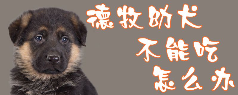 德牧幼犬不能吃怎么办1