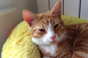 猫咪往床上尿怎么办