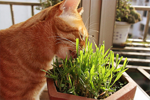 猫咪不拉屎怎么办