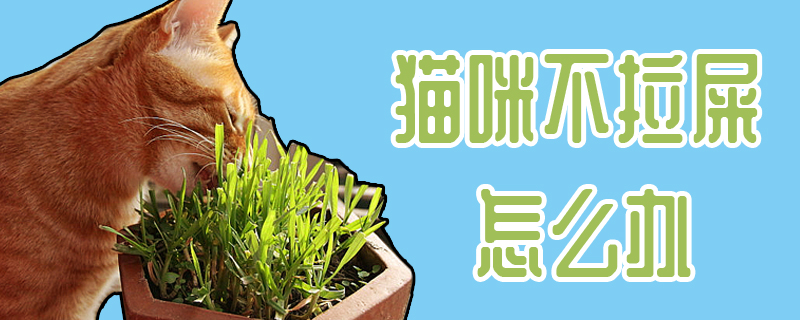 猫咪不拉屎怎么办