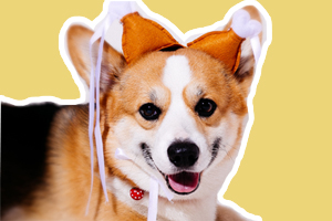 柯基犬怀孕是什么样子