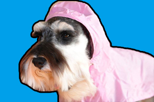 下雨遛狗注意事项