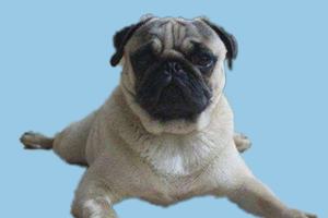 巴哥犬的特点是什么