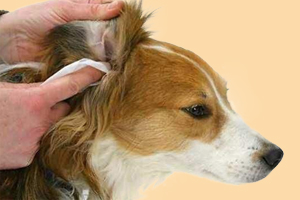 狗狗滴耳液使用教程