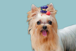 约克夏不能吃的东西有哪些