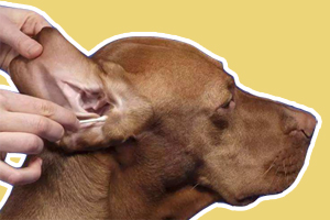 狗狗滴耳液怎么用