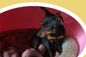 小鹿犬冬天怎么保暖