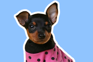 小鹿犬冬天要怎么养