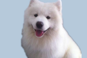 萨摩不能吃的东西有哪些