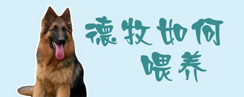 德牧如何喂养1