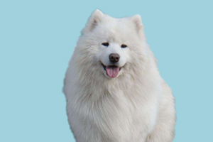 萨摩耶犬的特点有哪些