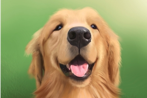 小狗的毛为什么变黄了