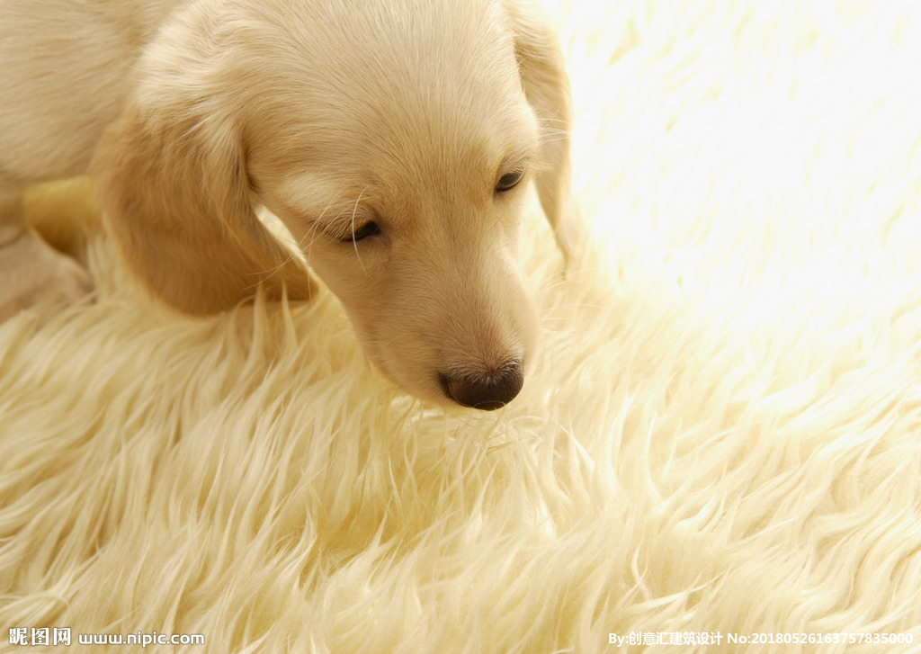 小狗冬天怎么取暖