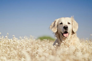 三个月大的狗狗怎么养