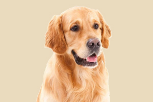 金毛狗怎么看年龄