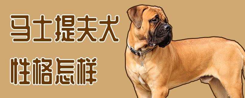 马士提夫犬性格怎样