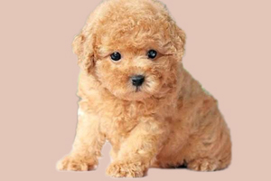 泰迪狗狗怎么刷牙