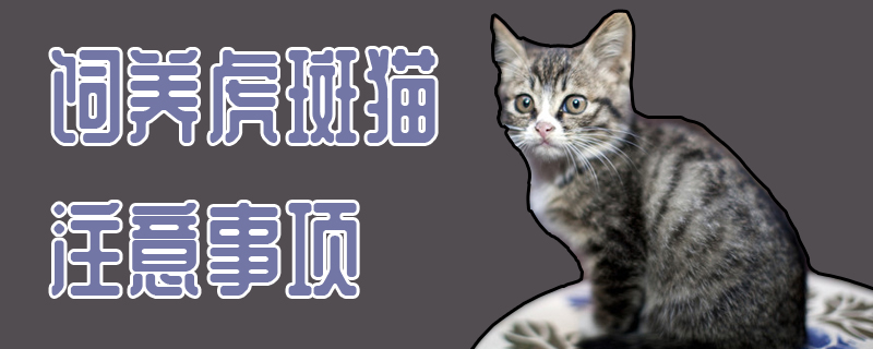 饲养虎斑猫注意事项