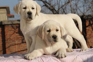 拉布拉多有泪痕怎么办