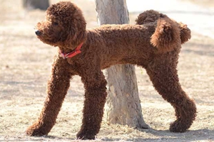 巨型贵宾的喂养方法是什么